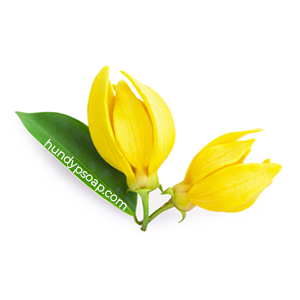 Ylang Ylang Flower