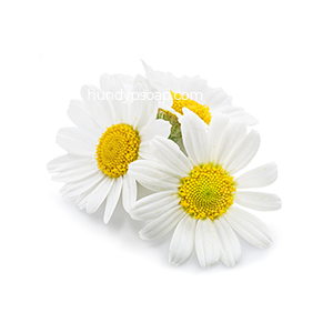 Chamomile Flower